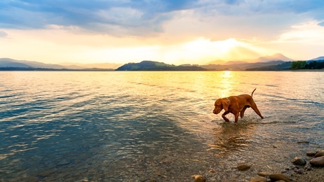 Hund bei Sonnenuntergang am Comer See