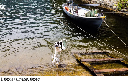 Urlaub am Comersee mit Hund