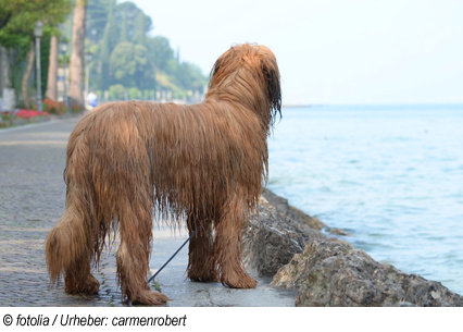 Urlaub in Felice del Benaco mit Hund