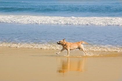 Ferienwohnung mit Hund an der Nordseeküste von Holland