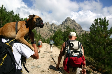 Ferienhaus Urlaub mit Hund im Wallis, Schweiz