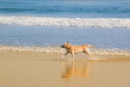 Ferienhaus mit Hund auf Mallorca