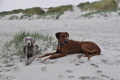 🇩🇰 Lakolk Ferienhaus mit Hund, ☀️ eingezäunt in Havneby