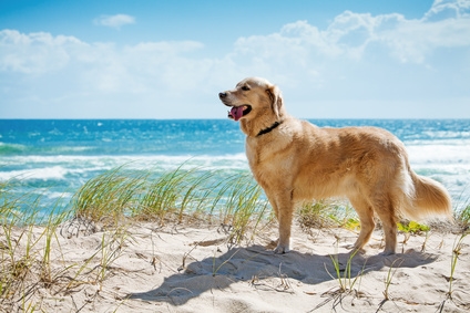 Ferienhaus mit Hund in Aquitanien am Atlantik