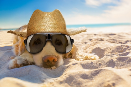 Ferienhaus am Strand des Mittelmeer mit Hund