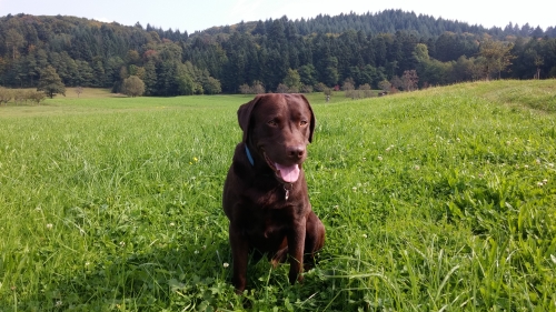 Ferienwohnung / Ferienhaus mit Hund in der Schweiz