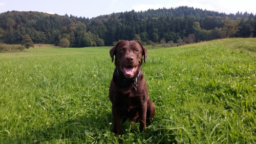 Ferienhaus / Ferienwohnung mit Hund in Italien