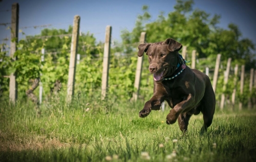 Ferienhaus-Urlaub mit Hund in Deutschland