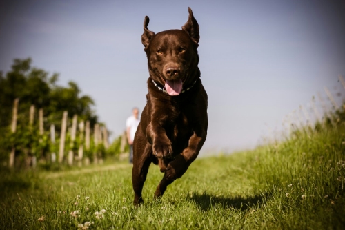 Ferienhaus / Ferienwohnung mit Hund in �sterreich