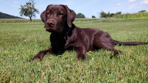 Ferienhaus / Ferienwohnung mit Hund in Dänemark