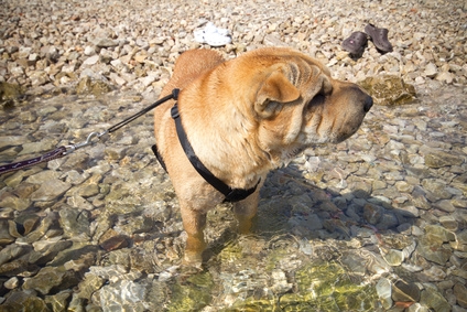 Ferienhaus Urlaub mit Hund in Frankreich