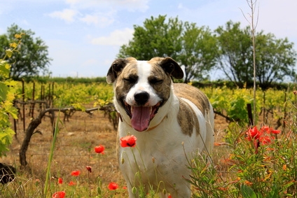 Ferienhaus Urlaub mit Hund in Venetien