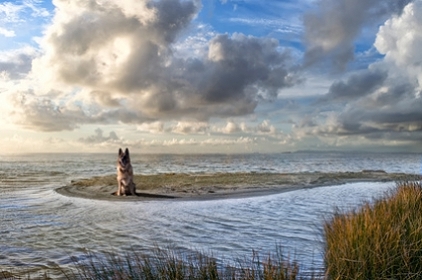 Ferienwohnung mit Hund auf Texel