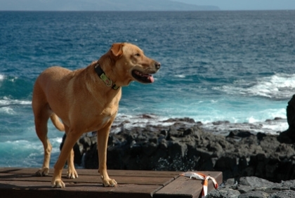 Nordseeküste Dänemark Ferienhaus mit Hund