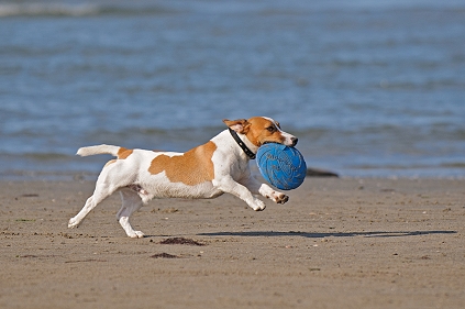 Ferienhaus mit Hund am Strand von Usedom