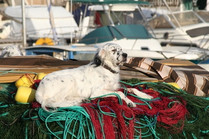 Ferienhaus mit Hund am Strand von Rügen