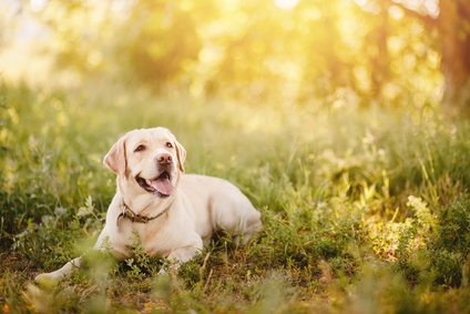 Ferienhaus-Urlaub mit Hund