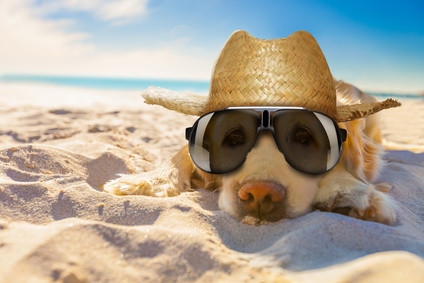 Adria Ferienwohnung am Strand mit Hund