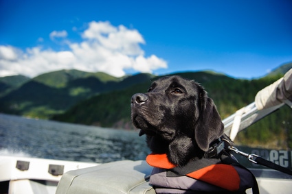 Labrador am Gardasee