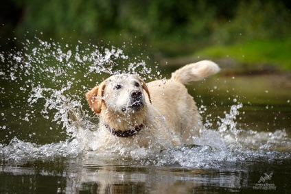 Labrador am Gardasee im Wasser