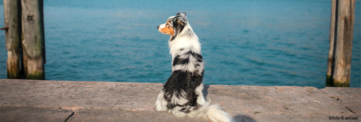 Ferienwohnung mit Hund am Gardasee