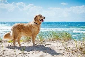 Ferienwohnung mit Hund in Italien