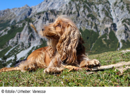 Urlaub in Kärnten mit Hund
