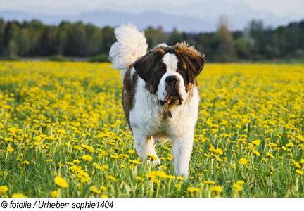 Urlaub in Kappl in Österreich mit Hund