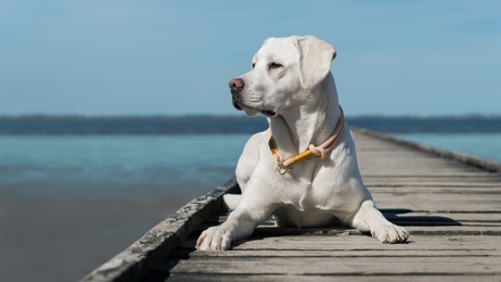 Hund am Lago Maggiore