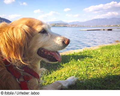 Urlaub am Lago Maggiore in der Schweiz mit Hund