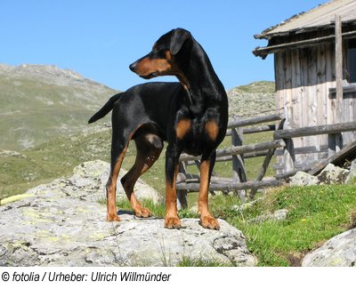 Urlaub im Montafon mit Hund