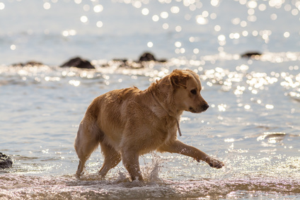 Nordsee Ferienhaus mit Hund