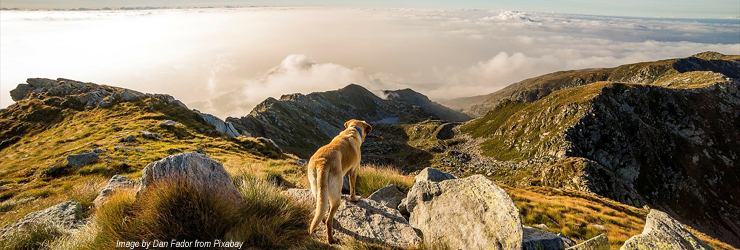 Ferienwohnung mit Hund in Österreich