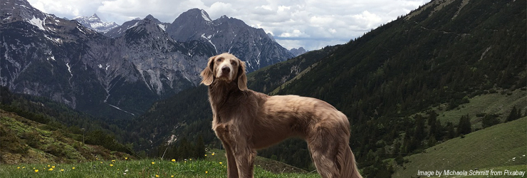 Ferienwohnung mit Hund im Ötztal - Längenfeld