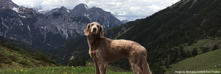 Ferienwohnung mit Hund im Ötztal
