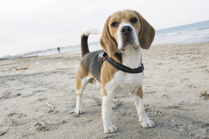 Ferienwohnung mit Hund an der Ostsee