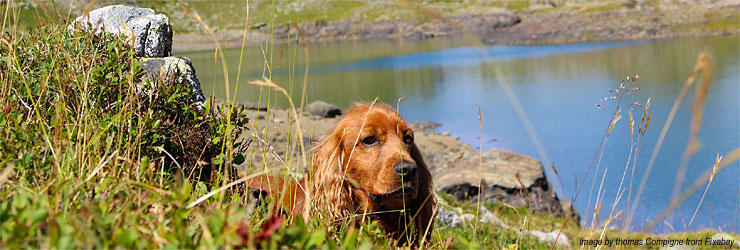 Ferienwohnung mit Hund im Allgäu - Leutkirch im Allgäu