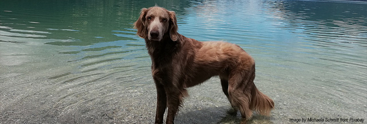 Ferienwohnung mit Hund in Bayern - Kreuth