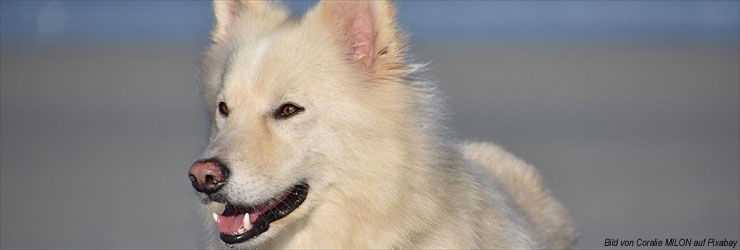 Ferienwohnung mit Hund in der Bretagne - Plougasnou