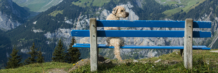 Ferienwohnung mit Hund in Graubünden, Schweiz