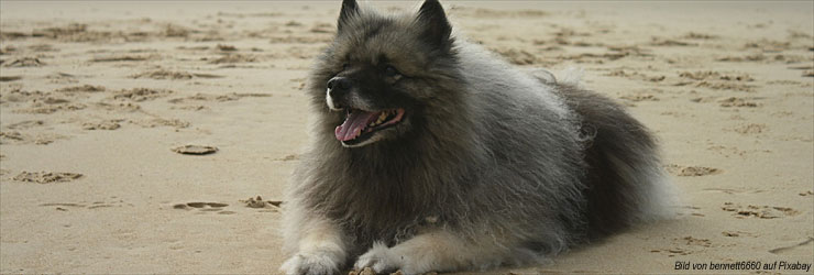 Ferienwohnung mit Hund am Ijsselmeer in Holland