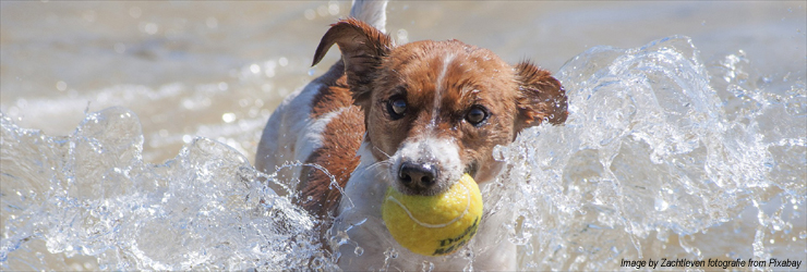 Ferienwohnung mit Hund am Luganersee