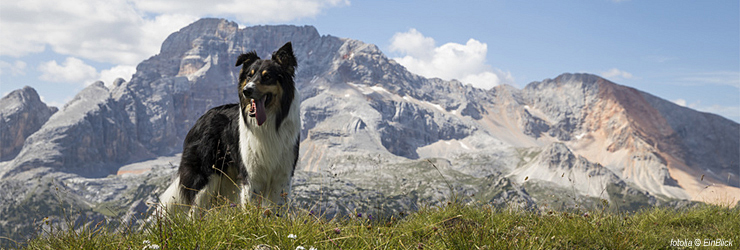 Ferienwohnung mit Hund im Montafon