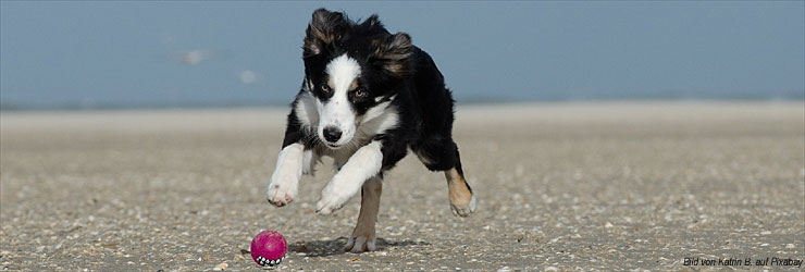 Ferienwohnung oder Ferienhaus mit Hund an der Ostseeküste Dänemarks - Bisnap