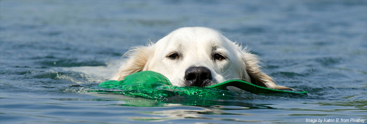 Ferienwohnung mit Hund auf Rügen, Ostsee - Sellin