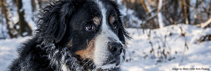 Ferienwohnung mit Hund im Wallis in der Schweiz - Verbier