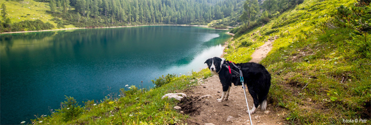 Ferienwohnung mit Hund im Vorarlberg