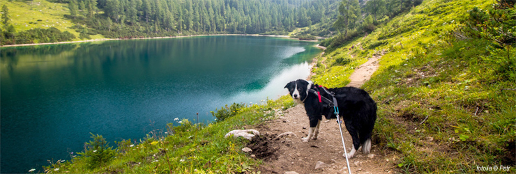 Ferienwohnung mit Hund im Vorarlberg - Bürserberg