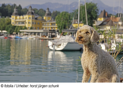 Urlaub mit Hund am Wörthersee