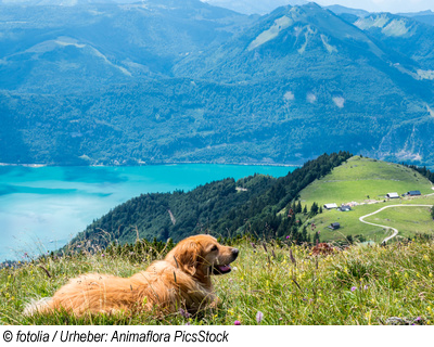 Wolfgangsee mit Hund